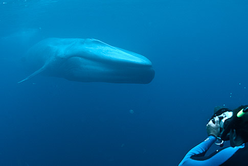 Enormous blue whale approaches me in the open ocean, photo by Mike Johnson / Earthwindow.com Enormous blue whale approaches me in the open ocean, photo by Mike Johnson / Earthwindow.com