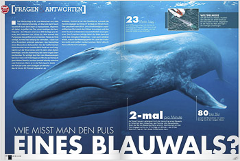 Welt Der Wunder, blue whale Welt Der Wunder, blue whale