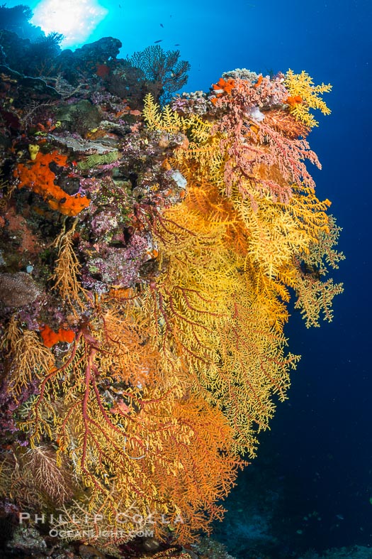 Colorful soft coral colony in Fiji