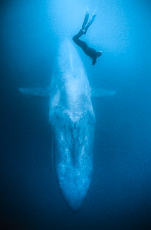 Enormous blue whale swims below me in the open ocean, photo by Mike Johnson / Earthwindow.com Enormous blue whale swims below me in the open ocean, photo by Mike Johnson / Earthwindow.com