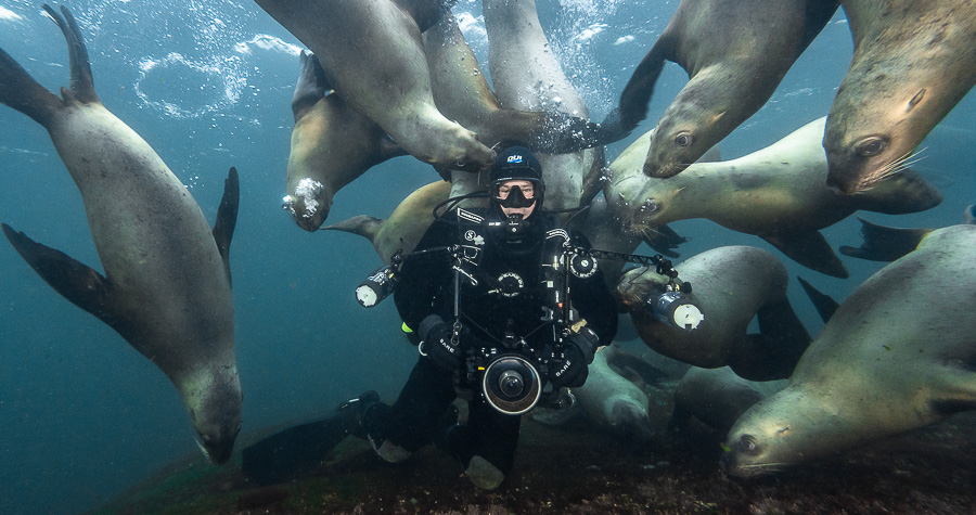 With Steller Sea Lions, British Columbia. Photo by Mike Perdue With Steller Sea Lions, British Columbia. Photo by Mike Perdue