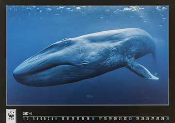 WWF Calendar, blue whale WWF Calendar, blue whale