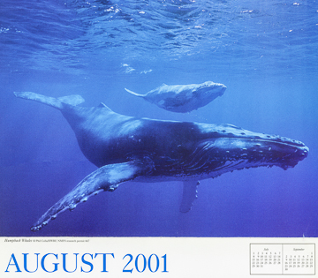 WWF Calendar, humpback whale WWF Calendar, humpback whale